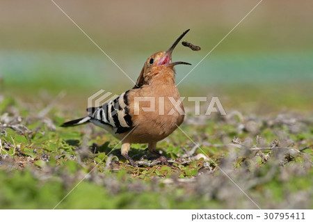 Hoopoe, Upupa epops, bird with open bill Hoopoe, Upupa epops, bird with open bill 30795411