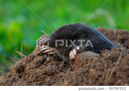 Mole, Talpa europaea, crawling out of brown 30795552