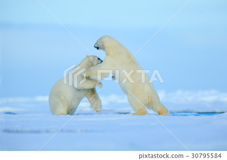 Two polar bear fighting on drift ice in Svalbard Two polar bear fighting on drift ice in Svalbard 30795584