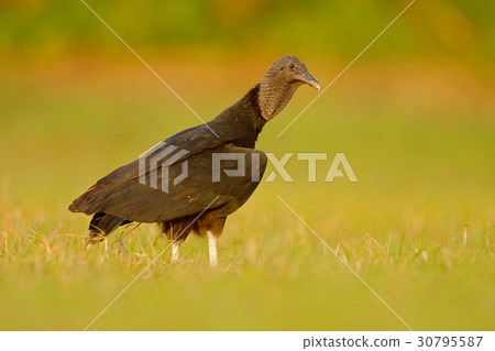 Ugly black bird Black Vulture, Coragyps atratus Ugly black bird Black Vulture, Coragyps atratus 30795587
