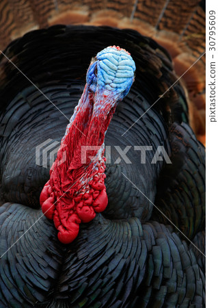 Portrait of Wild Turkey, Meleagris gallopavo Portrait of Wild Turkey, Meleagris gallopavo 30795609