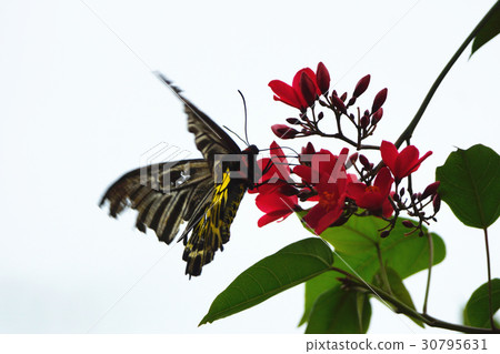 Yellow-spotted butterfly Yellow-spotted butterfly 30795631