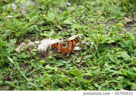 Yellow hooked butterfly 30795632