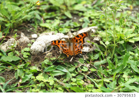 黃鉤蛺蝶 30795633