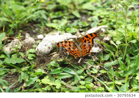 Yellow hooked butterfly Yellow hooked butterfly 30795634