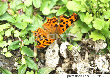 Yellow hooked butterfly Yellow hooked butterfly 30795639