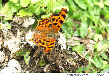 黃鉤蛺蝶 30795640