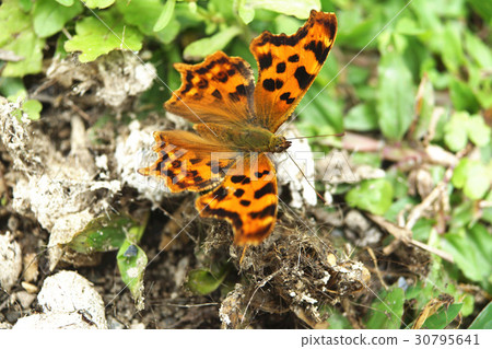 黃鉤蛺蝶 30795641