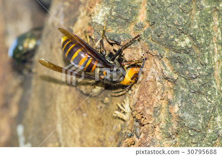 Hornet Hornet 30795688