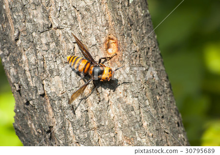 Hornet Hornet 30795689