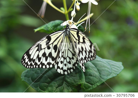 Great white butterfly Great white butterfly 30795706