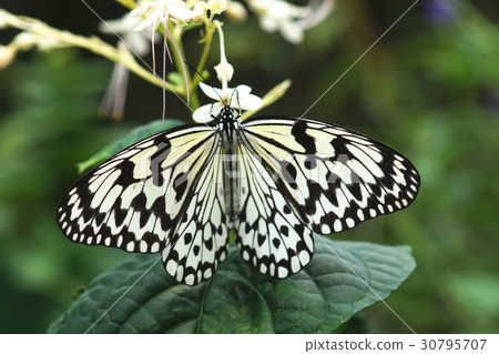 大白斑蝶 30795707