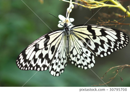 大白斑蝶 30795708