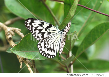 大白斑蝶 30795710