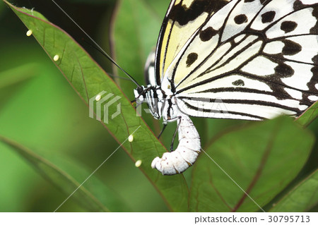 大白斑蝶 30795713