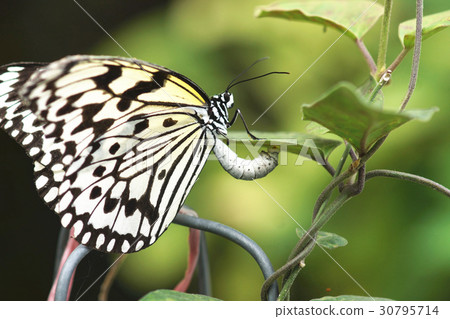 大白斑蝶 30795714