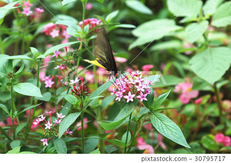 Yellow-spotted butterfly 30795717