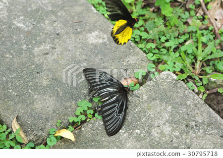 Yellow-spotted butterfly 30795718