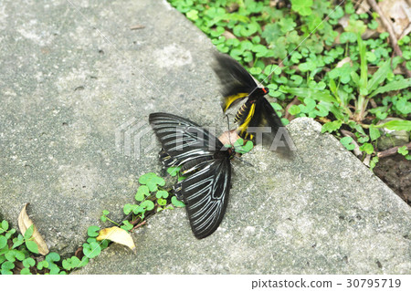 Yellow-spotted butterfly 30795719