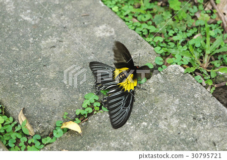 黃裳鳳蝶 30795721