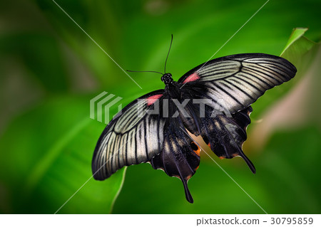 Beautiful dark butterfly, Papilio rumanzovia 30795859