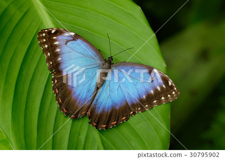 Big Butterfly Blue Morpho, Morpho peleides 30795902