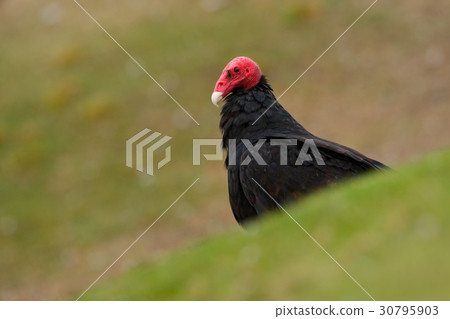 Black vulture with red head. 30795903