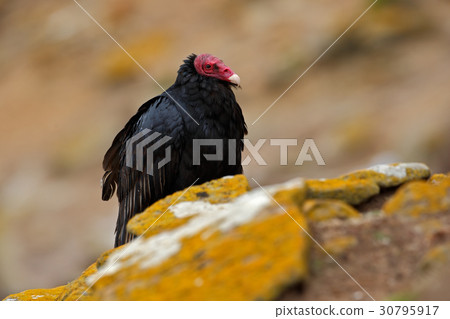 Black vulture. Black vulture. 30795917