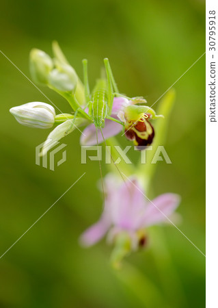 Detail portrait of green insect grasshopper Detail portrait of green insect grasshopper 30795918