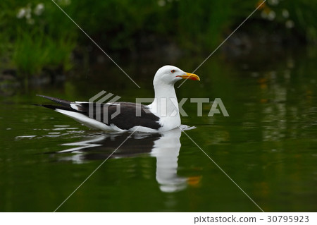 Kelp Gull, Larus dominicanus, water bird, Finland 30795923