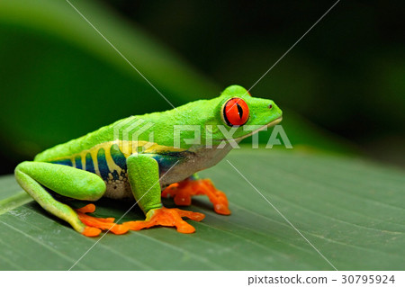 Red-eyed Tree Frog, Costa Rica 30795924