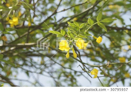 Flower of Himalayas Sokei 30795937
