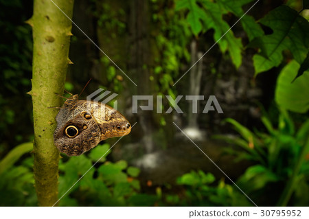 Beautiful butterfly Blue Morpho, Morpho peleides 30795952