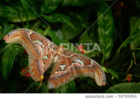 Big butterfly, Giant Atlas Moth, Attacus atlas Big butterfly, Giant Atlas Moth, Attacus atlas 30795954