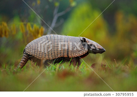 Southern Naked-tailed Armadillo, Cabassous Southern Naked-tailed Armadillo, Cabassous 30795955