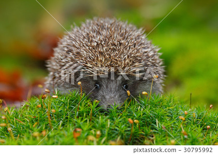 West European Hedgehog in green moss West European Hedgehog in green moss 30795992