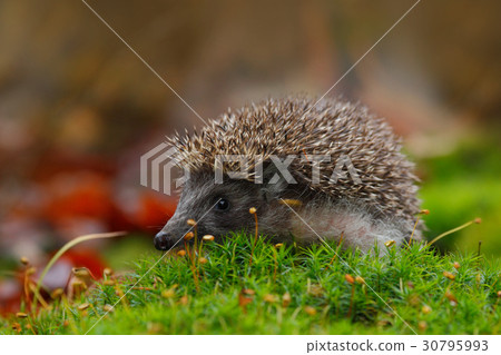 West European Hedgehog in green moss West European Hedgehog in green moss 30795993