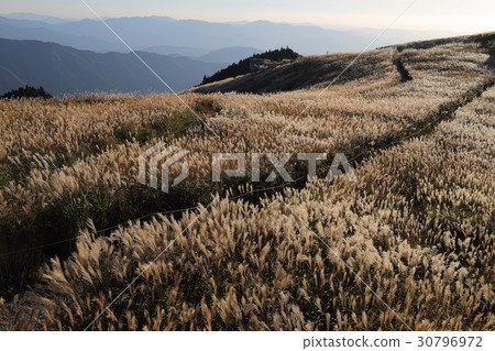 Iwao高原的Susuki 30796972