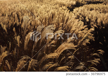 Sesqui在Assei高原的夕陽照耀 30796975