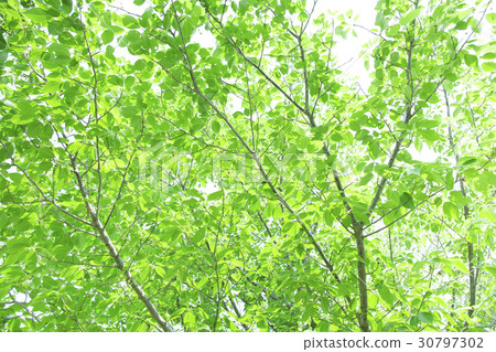 New green background material New green background material 30797302