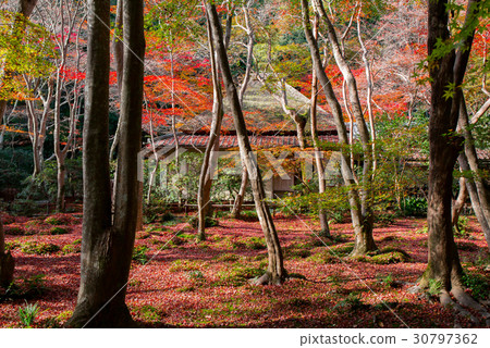 秋葉的祗園 30797362