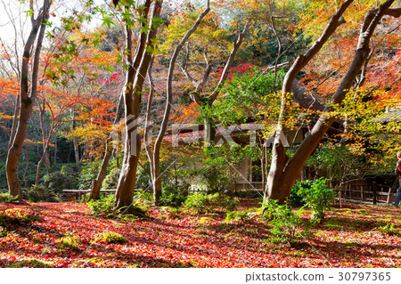 Gion of the autumn leaves 30797365