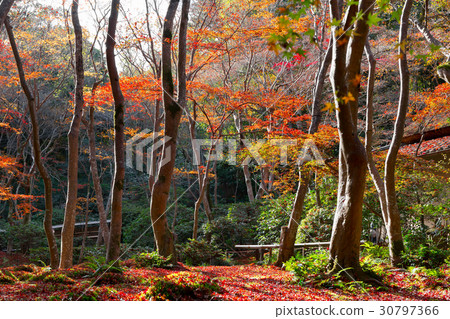 Gion of the autumn leaves 30797366