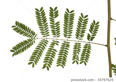 White popinac leaf isolated on white . White popinac leaf isolated on white . 30797629
