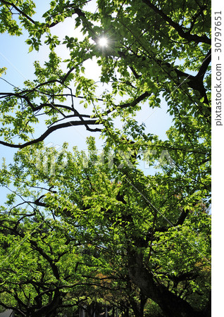 New Green Park Yokohama City Children's Nature Park 30797651