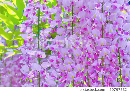 Unusual pink wisteria flower 30797882