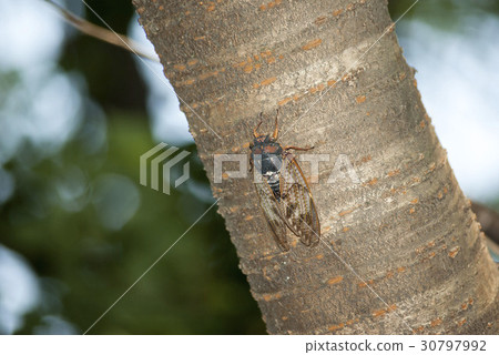 阿巴扎米 30797992