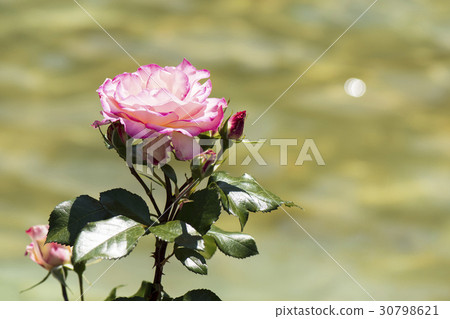 玫瑰花 玫瑰花 30798621