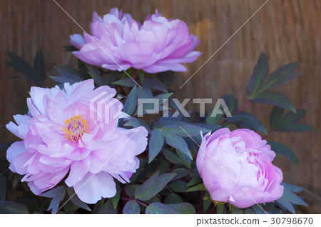 Winter Peony 30798670