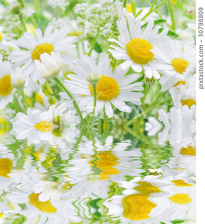 Daisies covered dew drops reflected in a water 30798809